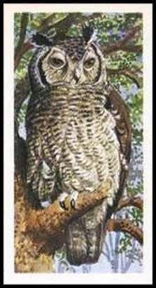 34 Verreaux's Eagle Owl